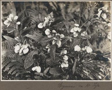 Begonias on Mount Tafa / Frank Hurley