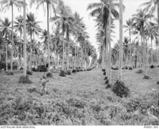 NEW IRELAND, 1945-10. AUSTRALIAN SOLDIER STANDING IN A COCONUT PLANTATION. (RNZAF OFFICIAL PHOTOGRAPH.)
