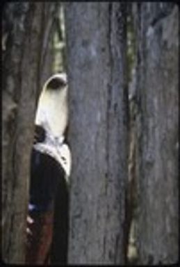 Cassowary seen through wall of pen