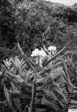 ["vegetation, träd, blomma, fotografi, photograph"]