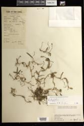 Bulbophyllum indet