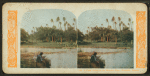 A palm grove on the Monoloa River, Honolulu, Hawaii.