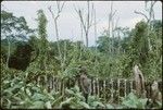 Tobacco garden