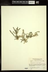 Caulerpa racemosa
