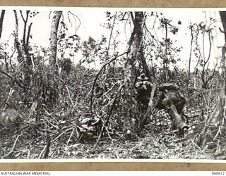 SATTELBERG AREA, NEW GUINEA. 1943-11-17. TROOPS OF THE 2/48TH AUSTRALIAN INFANTRY BATTALION MOVING TO SUPPORT A PLATOON ON THE HEIGHTS OVERLOOKING COCONUT RIDGE DURING THE ASSAULT ON SATTELBERG