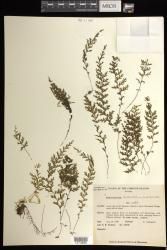 Hymenophyllum holochilum