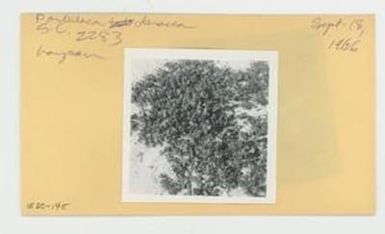[Portulaca oleracea in Hawaii, envelope IE30-145]