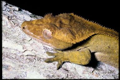Rhacodactylus ciliatus