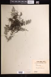 Abrodictyum obscurum