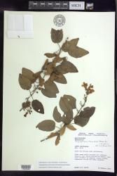Stigmaphyllon patricianum-firmenichianum