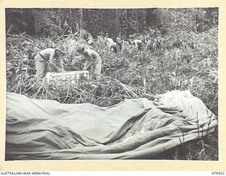 BARARA, BOUGAINVILLE ISLAND. 1945-03-07. TROOPS OF THE 25TH INFANTRY BATTALION COLLECTING THE PARACHUTES AND FRESH FOOD WHICH HAS JUST BEEN DROPPED BY A RAAF DOUGLAS C47 DAKOTA AIRCRAFT ON THE UNIT ..