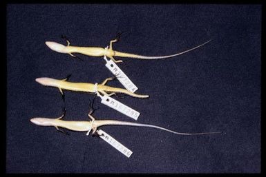 3 specimens (ventral)