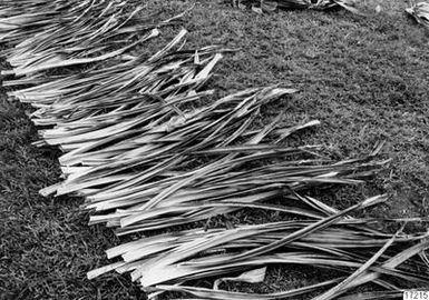 landscape, plant, pandanus, photograph, ph