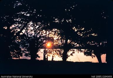 Sunset over water, seen through foliage