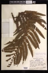 Cibotium menziesii