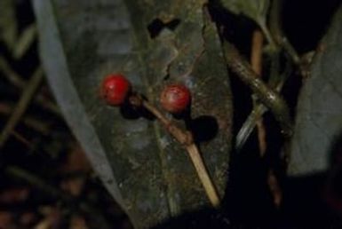 [Unidentified plant in Morobe, Papua New Guinea]