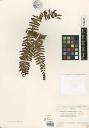 Polystichum paleatum