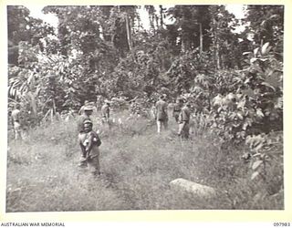 WEWAK AREA, NEW GUINEA. 1945-10-13. MEMBERS OF 3 MOBILE TYRE WORKSHOP SECTION SEARCHING THE JUNGLE UNDERGROWTH FOR TYRES LEFT BY THE JAPANESE
