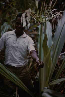 [Crinum macrantherum at Malahang Beach, Papua New Guinea]