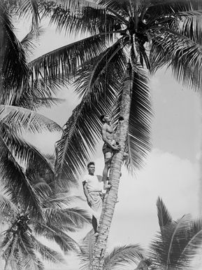 [Two Pacific Island men climbing palm tree]