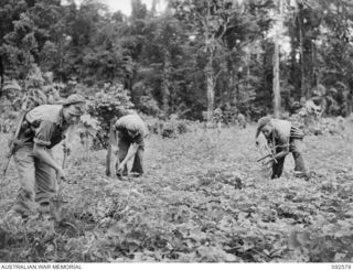 BOUGAINVILLE. 1945-05-24. TROOPS OF 58/59 INFANTRY BATTALION REAPING THE HARVEST OF SWEET POTATOES FROM A JAPANESE GARDEN ALONG THE BUIN ROAD SOUTH OF THE HONGORAI RIVER. IDENTIFIED PERSONNEL ARE:- ..