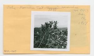 [Syzygium sandwicense in Hawaii, envelope IE33-067]
