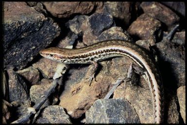 Caledoniscincus haplorhinus