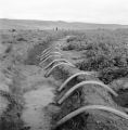 Tulelake (California), plastic tubes on agricultural embankment