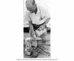 Kelshaw Bonham taking radiation readings from a crab, Bikini Atoll, summer 1964