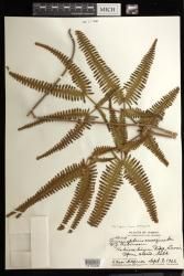 Dicranopteris linearis f. emarginata
