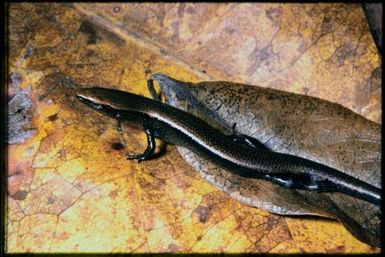 Skink sp.