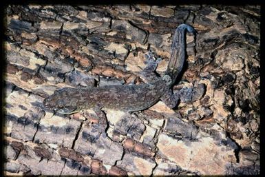 Gecko sp.