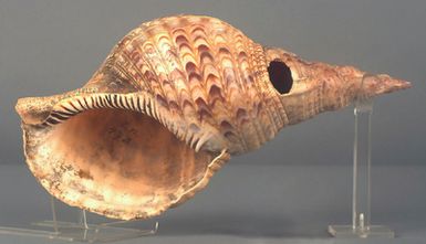 Shell trumpet