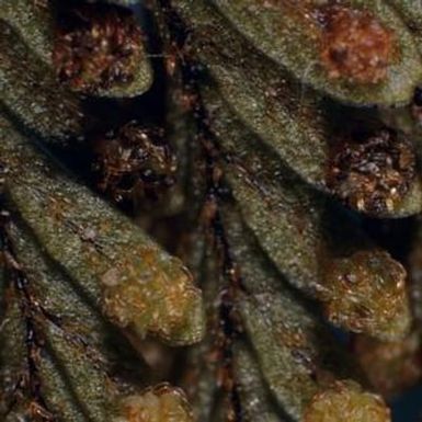 [Amphoradenium tamariscinum close-up in Konahuanui Peak, United States]