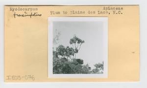 [Myodocarpus fraxinifolius in New Caledonia, envelope IE03-076]