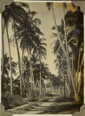 The tree-lined road to the village of Mulinu'u near Apia, Samoa, 1928