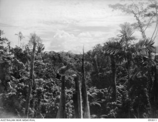 MOROKAIMORO, BOUGAINVILLE, 1945-06-05. THE VIEW FROM THE MOROKAIMORO, SHOWING THE TYPE OF COUNTRY IN WHICH 2/8 COMMANDO SQUADRON TROOPS, ASSISTED BY NATIVE SCOUTS, ARE OPERATING AGAINST THE ..