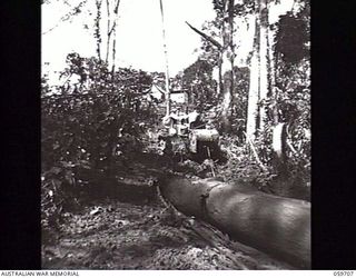 DONADABU, NEW GUINEA. 1943-11-09. TX6683 SAPPER (SPR) A. H. HOLMES OF THE 9TH AUSTRALIAN WORKSHOPS AND PARKS COMPANY, ROYAL AUSTRALIAN ENGINEERS HAULING LOGS OUT OF THE JUNGLE WITH A CRAWLER ..