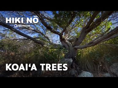 Native Koaiʻa Tree Sanctuary Thrives on Hawaiʻi Island | HIKI NŌ on PBS HAWAIʻI