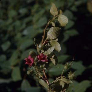 [Geranium arboreum close-up in Polipoli Spring State Recreation Area, United States]