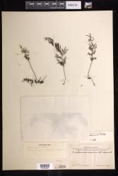 Vandenboschia johnstonensis