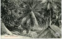 Tahiti. - Sur une plantation