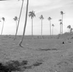 Coconut plantation towards Mulinu'u.