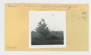 [Metrosideros and Styphelia on 1959 pumice in Hawaii, envelope IE26-100]
