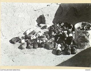 KILO 89 CAMP, PALESTINE. 1942-12. GUINEA PIGS BRED BY MEDICAL OFFICERS AT NO. 8 AUSTRALIAN SPECIAL HOSPITAL WHERE THEY ARE CONSTANTLY NEEDED FOR BLOOD TESTS OF VENEREAL CASES BUT ARE DIFFICULT TO ..