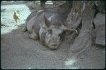 Large pig sleeping in the shade, chicken running by