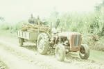 Hauling firewood to Mt Hagen, Mt Hagen sub district, Jan 1964