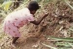 Jill excavating sweet potatoes