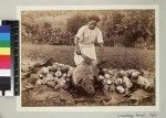 Man preparing food for chief's wedding, Fiji, ca. 1890