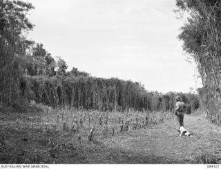 CUTARP PLANTATION, JACQUINOT BAY, NEW BRITAIN. 1944-12-15. PRIVATE J M RYAN, HQ COY, 14/13 INFANTRY BATTALION LOOKS TOWARDS AN AREA BEING CLEARED BY KANAKA NATIVES DURING CONSTRUCTION OF AN AIR ..